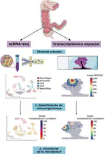 Estudiando las funciones de la microbiota intestinal: presente y futuro de la metatranscriptómica