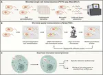 Single-cell approaches in human microbiome research
